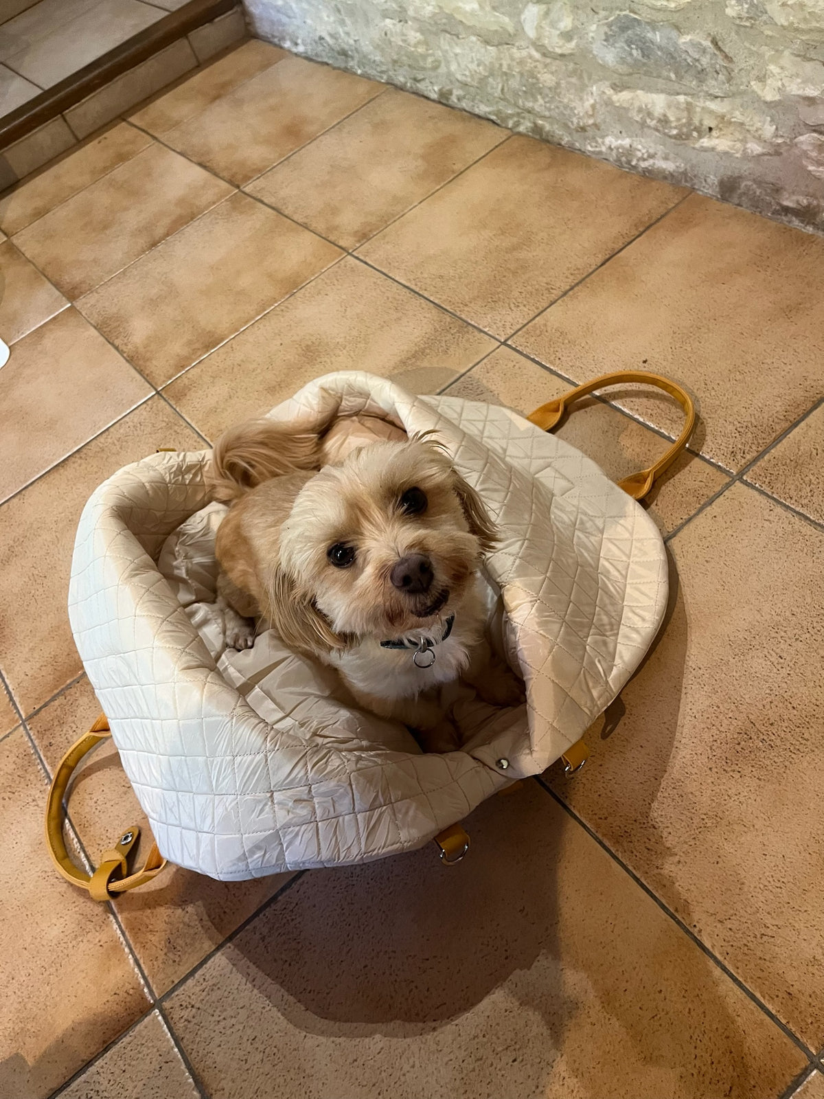 Chien dans le sac DeixGo ouvert et posé au sol